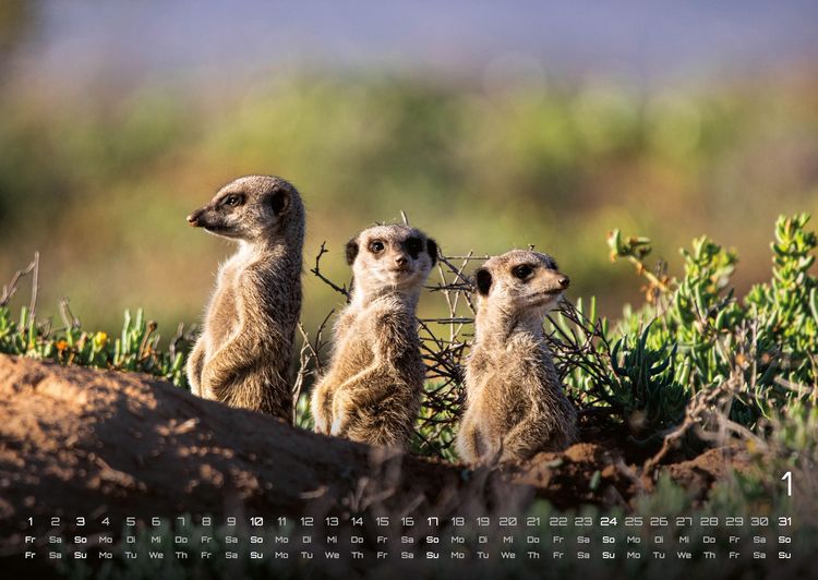 Produktbild: Erdm&auml;nnchen &ndash; Kleine W&auml;chter, gro&szlig;e Abenteuer! - 2027 - Kalender DIN A2