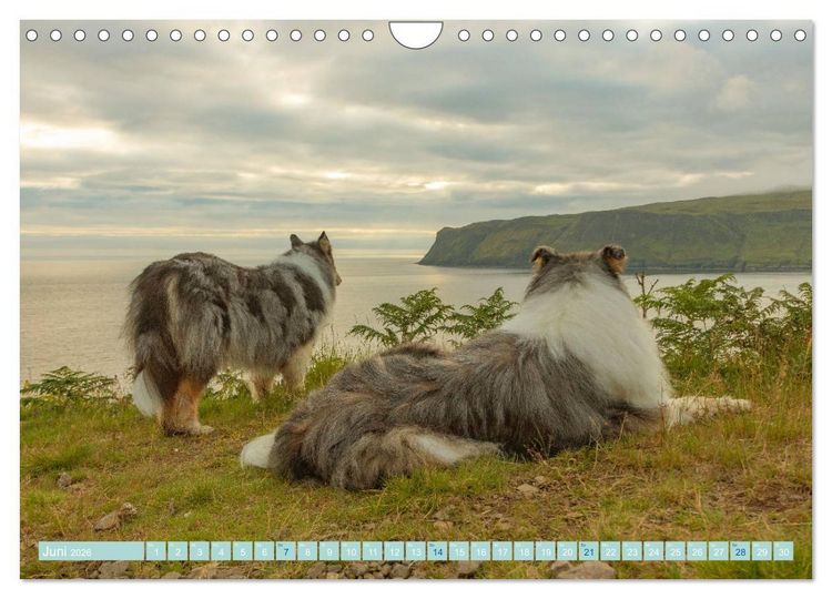 Produktbild: Highland-Collies - Auf vier Pfoten durch Schottland und Irland (Wandkalender 2026 DIN A4 quer), CALVENDO Monatskalender