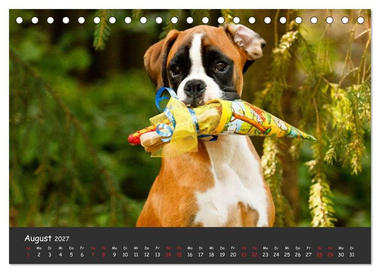 Produktbild: Wenn ich gro&szlig; bin werd' ich Boxer (Tischkalender 2027 DIN A5 quer), CALVENDO Monatskalender