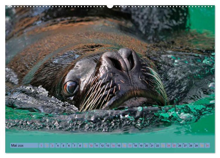 Produktbild: Robben - &uuml;berall zuhause (Wandkalender 2026 DIN A2 quer), CALVENDO Monatskalender