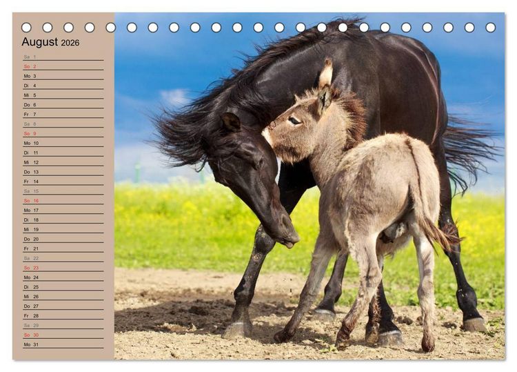 Produktbild: Das Esel-Paradies - Hunde und andere Feunde (Tischkalender 2026 DIN A5 quer), CALVENDO Monatskalender