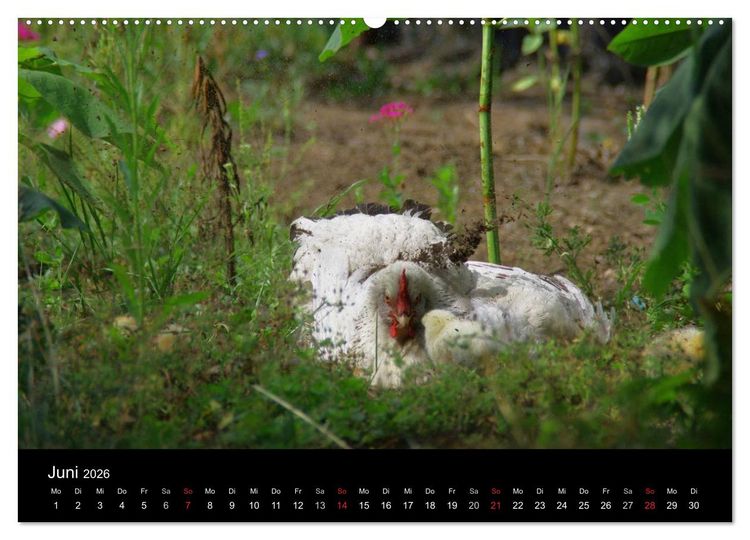 Produktbild: Welt der Tiere (Wandkalender 2026 DIN A2 quer), CALVENDO Monatskalender
