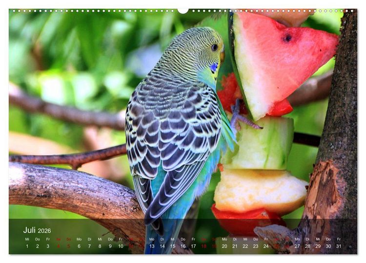 Produktbild: Wellensittiche - gesellige Freunde (hochwertiger Premium Wandkalender 2026 DIN A2 quer), Kunstdruck in Hochglanz