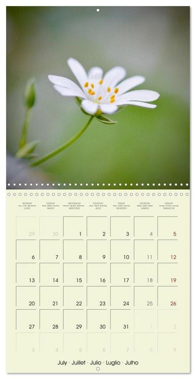 Produktbild: Flowers from dreamland (Wall Calendar 2026 12 &times; 12 Inch) CALVENDO 12 Month Wall Calendar