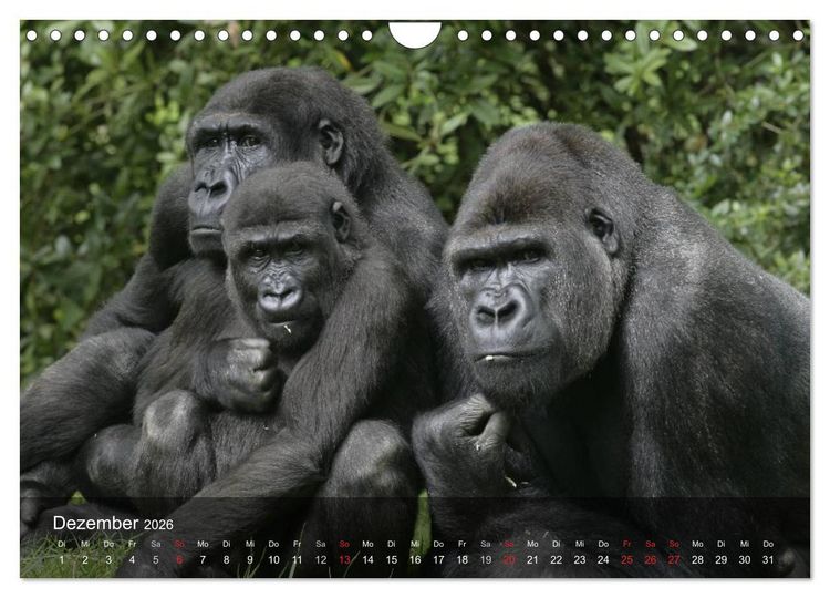 Produktbild: Menschenaffen. Gorillas, Schimpansen, Orang-Utans (Wandkalender 2026 DIN A4 quer), CALVENDO Monatskalender