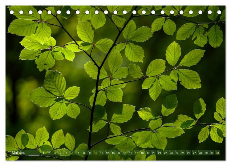 Produktbild: Spaziergang im Wald (Tischkalender 2026 DIN A5 quer), CALVENDO Monatskalender