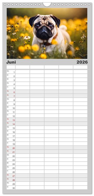 Produktbild: Familienplaner 2026 - M&ouml;pse - quirlige Charmebolzen mit 5 Spalten (Wandkalender, 21 x 45 cm) CALVENDO