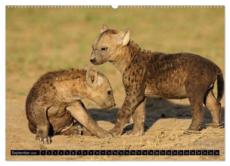Produktbild: Magie des Augenblicks - Tierkinder - klein, aber wild (Wandkalender 2026 DIN A2 quer), CALVENDO Monatskalender