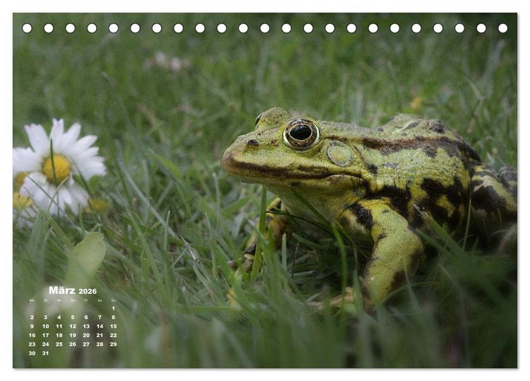 Produktbild: Gl&uuml;ckliche Fr&ouml;sche (Tischkalender 2026 DIN A5 quer), CALVENDO Monatskalender