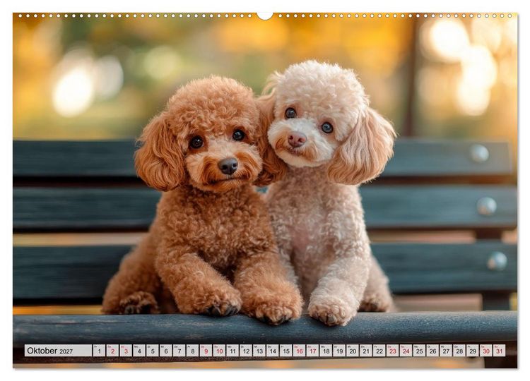 Produktbild: Lieblingshund Pudel (hochwertiger Premium Wandkalender 2027 DIN A2 quer), Kunstdruck in Hochglanz