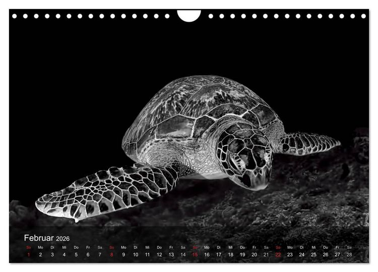 Produktbild: Schildkr&ouml;ten des Ozeans (Wandkalender 2026 DIN A4 quer), CALVENDO Monatskalender
