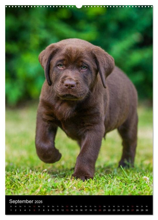 Produktbild: Faszination Labrador Retriever (hochwertiger Premium Wandkalender 2026 DIN A2 hoch), Kunstdruck in Hochglanz
