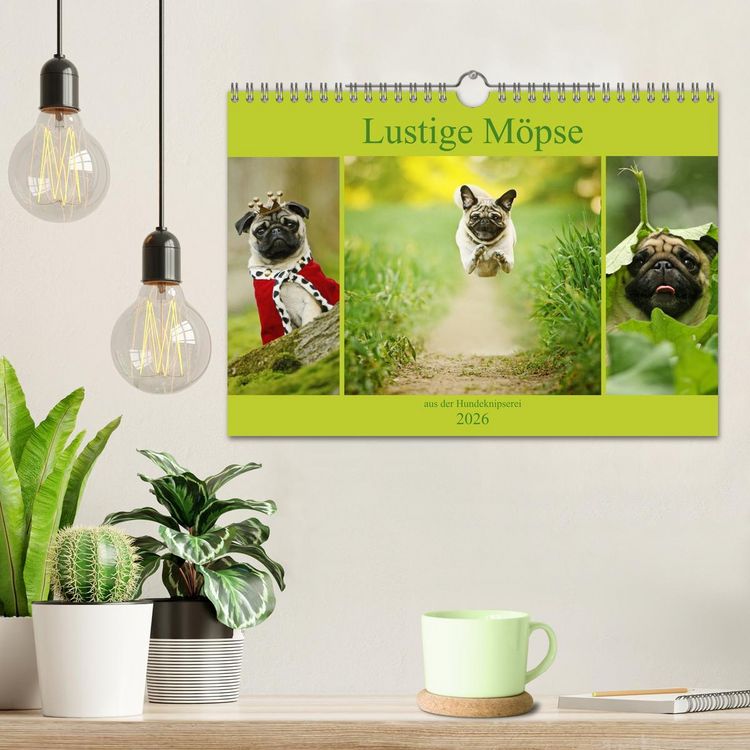 Produktbild: Lustige M&ouml;pse aus der Hundeknipserei (Wandkalender 2026 DIN A4 quer), CALVENDO Monatskalender
