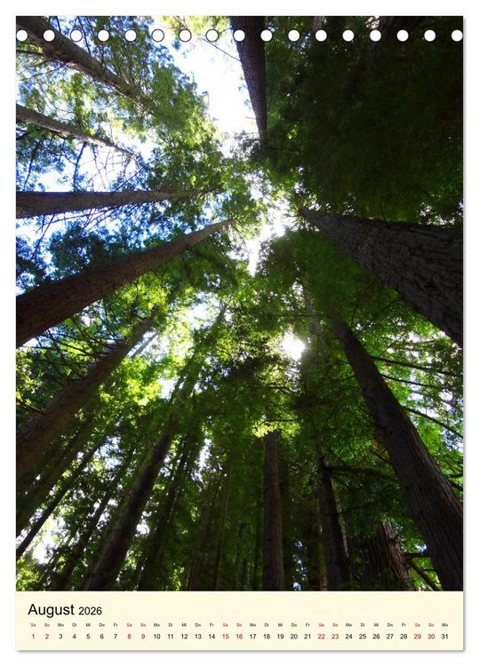 Produktbild: Redwoods - Faszination Mammutb&auml;ume (Tischkalender 2026 DIN A5 hoch), CALVENDO Monatskalender