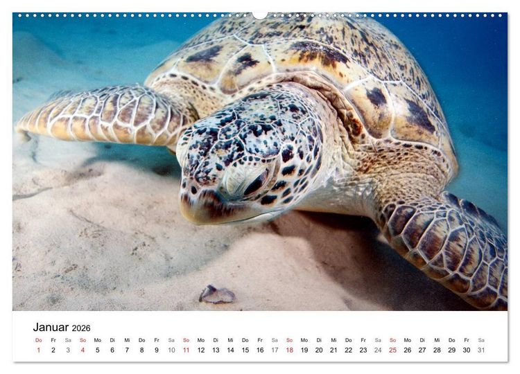 Produktbild: Highlights aus dem Meer - Tauchkalender (Wandkalender 2026 DIN A2 quer), CALVENDO Monatskalender