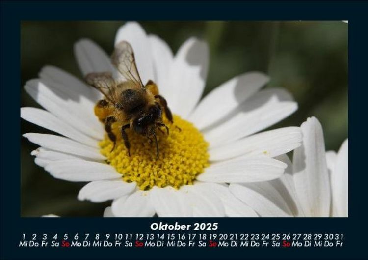 Produktbild: Bienen 2025 Fotokalender DIN A5