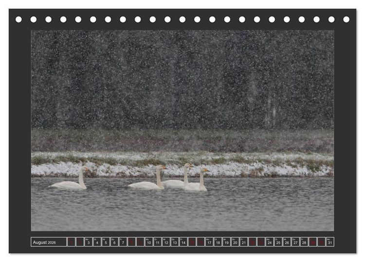 Produktbild: Winterzauber - Tiere in Eis und Schnee (Tischkalender 2026 DIN A5 quer), CALVENDO Monatskalender