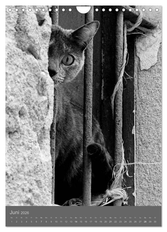 Produktbild: Sonja Heller Katzen in SW-Portraits (Wandkalender 2026 DIN A4 hoch), CALVENDO Monatskalender