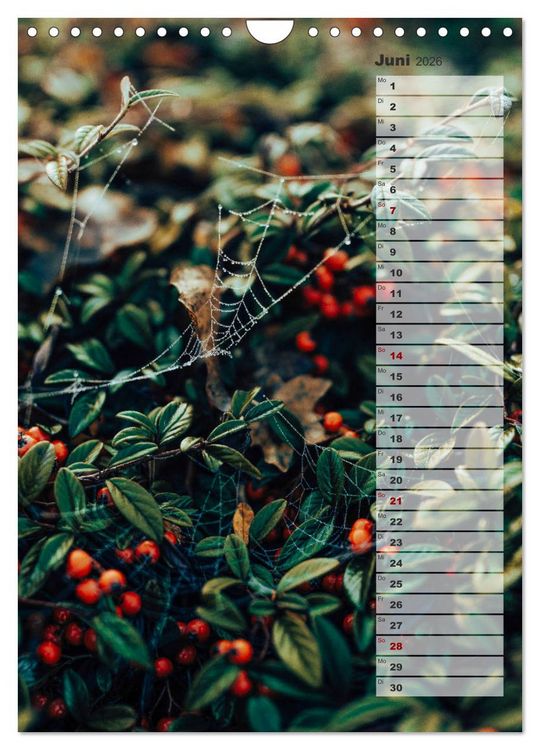 Produktbild: Kalender - Natur im Detail (Wandkalender 2026 DIN A4 hoch), CALVENDO Monatskalender