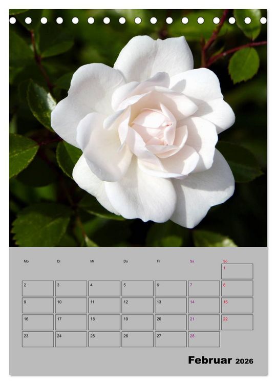 Produktbild: Rosen - Symbol der Liebe und Verehrung (Tischkalender 2026 DIN A5 hoch), CALVENDO Monatskalender