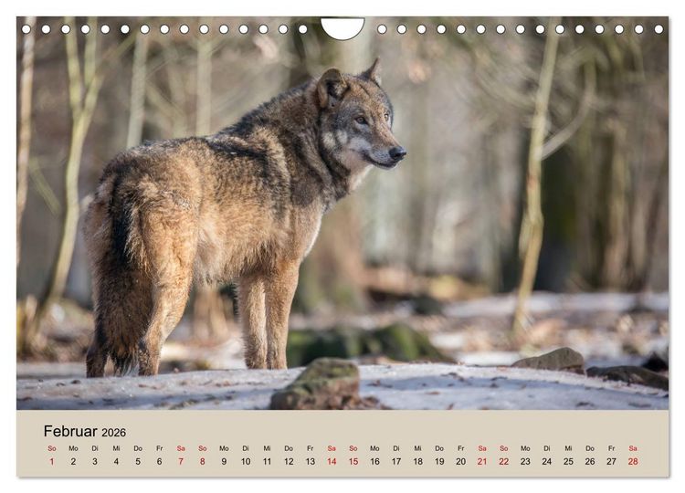 Produktbild: Wolfsrudel (Wandkalender 2026 DIN A4 quer), CALVENDO Monatskalender
