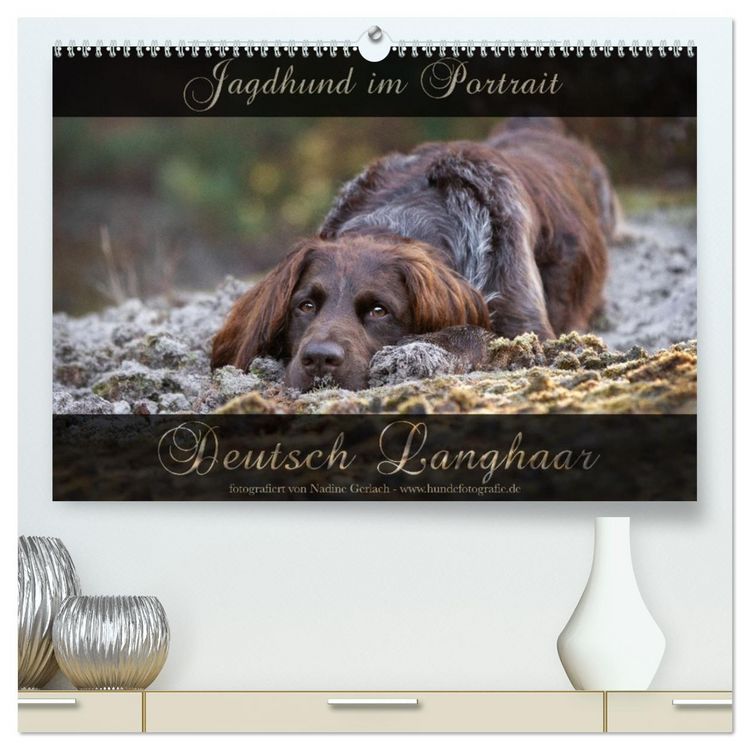 Produktbild: Jagdhund im Portrait - Deutsch Langhaar (hochwertiger Premium Wandkalender 2026 DIN A2 quer), Kunstdruck in Hochglanz