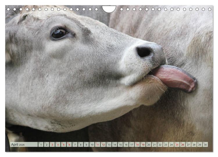 Produktbild: Alpenrinder (Wandkalender 2026 DIN A4 quer), CALVENDO Monatskalender