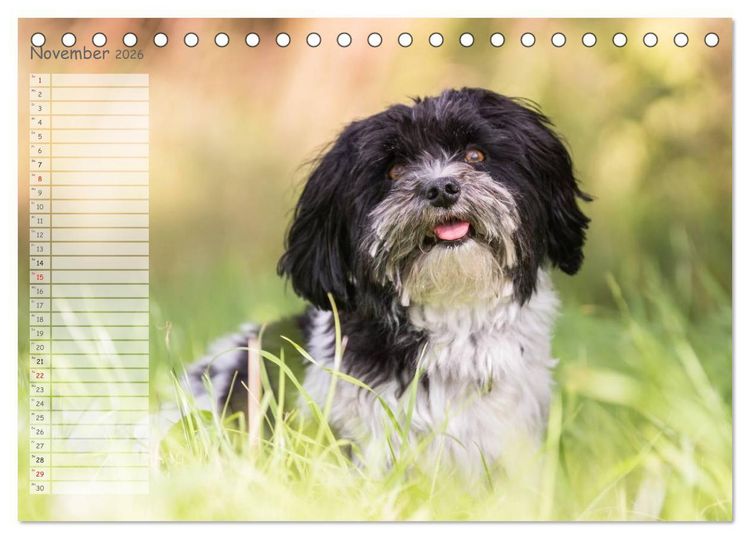 Produktbild: Spa&szlig; mit Havanesern (Tischkalender 2026 DIN A5 quer), CALVENDO Monatskalender