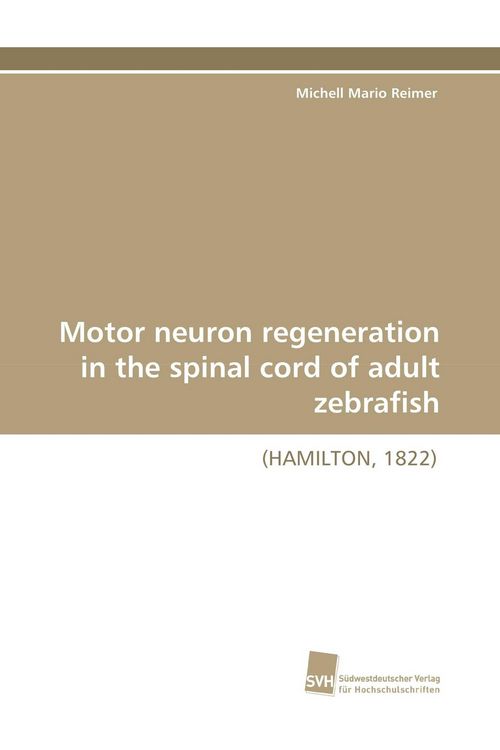 Produktbild: Motor neuron regeneration in the spinal cord of adult zebrafish