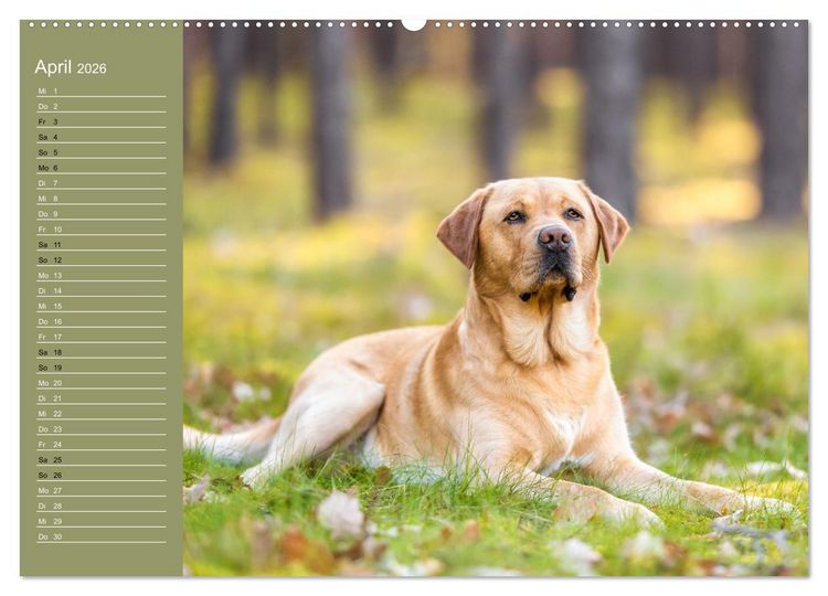 Produktbild: Hunde im Fokus (Wandkalender 2026 DIN A2 quer), CALVENDO Monatskalender