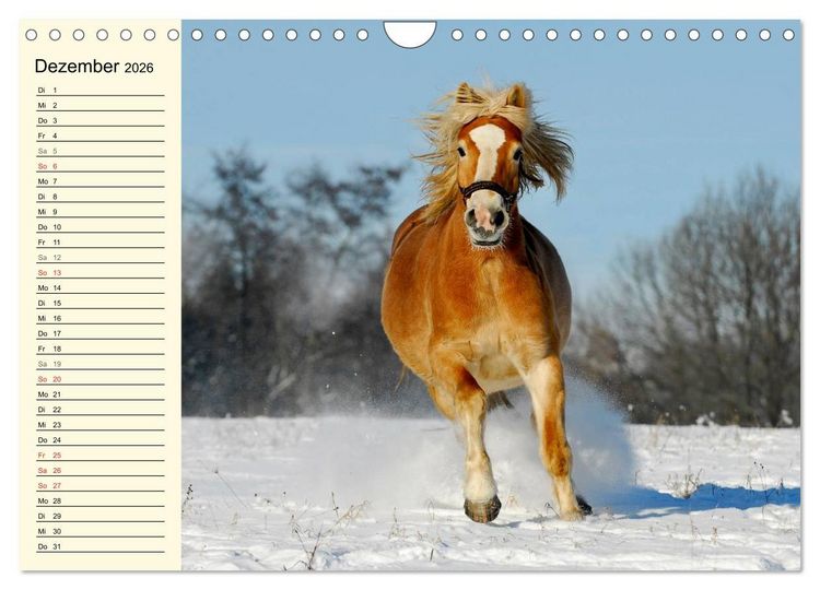 Produktbild: Welt der Pferde (Wandkalender 2026 DIN A4 quer), CALVENDO Monatskalender