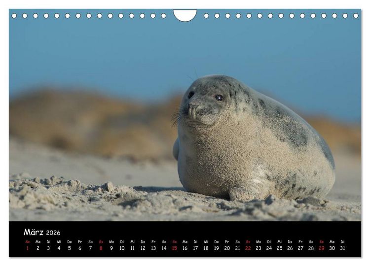 Produktbild: Robben auf Helgoland 2026 (Wandkalender 2026 DIN A4 quer), CALVENDO Monatskalender