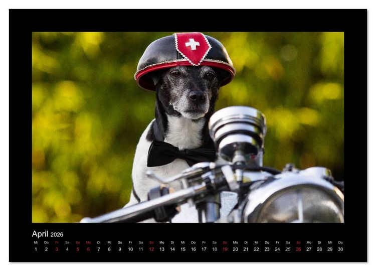 Produktbild: Jack Russell Terrier.....Ein Verwandlungsk&uuml;nstler namens Jake (hochwertiger Premium Wandkalender 2026 DIN A2 quer), Kunstdruck in Hochglanz