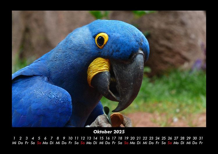 Produktbild: Vogelparadies 2025 Fotokalender DIN A3