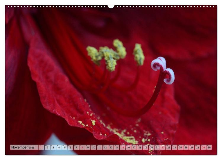Produktbild: Amaryllis-Bl&uuml;ten (hochwertiger Premium Wandkalender 2026 DIN A2 quer), Kunstdruck in Hochglanz