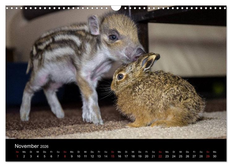Produktbild: Kleine Schweinereien (Wandkalender 2026 DIN A3 quer), CALVENDO Monatskalender