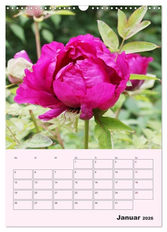 Produktbild: Pfingstrosen Rosen ohne Dornen (Wandkalender 2026 DIN A3 hoch), CALVENDO Monatskalender