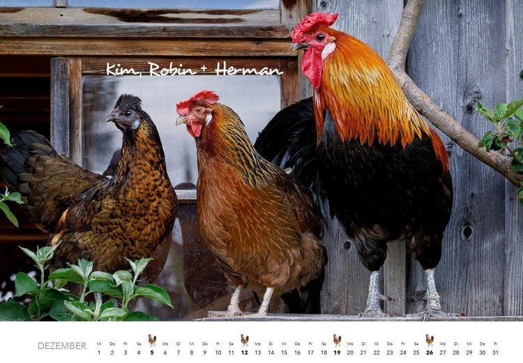 Produktbild: H&uuml;hner Kalender 2027
