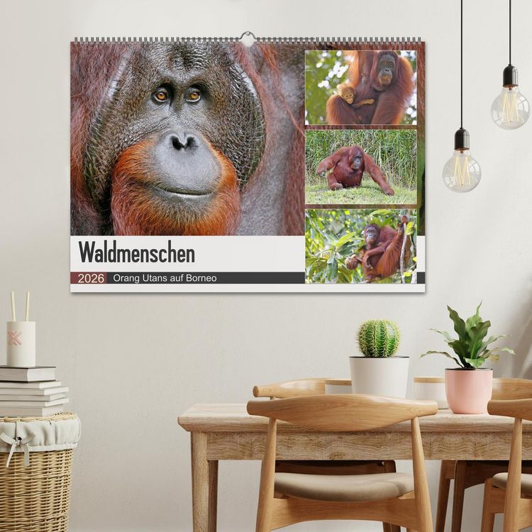 Produktbild: Waldmenschen - Orang Utans auf Borneo (Wandkalender 2026 DIN A2 quer), CALVENDO Monatskalender
