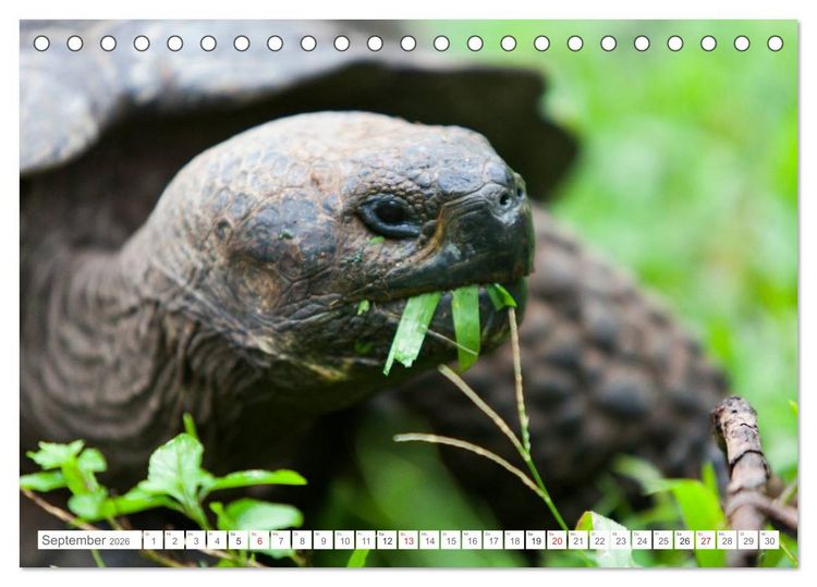Produktbild: Galapagos. Verzauberte Inseln (Tischkalender 2026 DIN A5 quer), CALVENDO Monatskalender