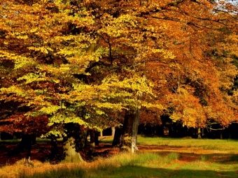 Produktbild: CALVENDO Puzzle Wundervoller Herbst! Ein Motiv aus dem Kalender Jahresringe - B&auml;ume als Wegbegleiter | 1000 Teile Lege-Gr&ouml;&szlig;e 64x48cm Foto-Puzzle f&uuml;r gl&uuml;ckliche Stunden