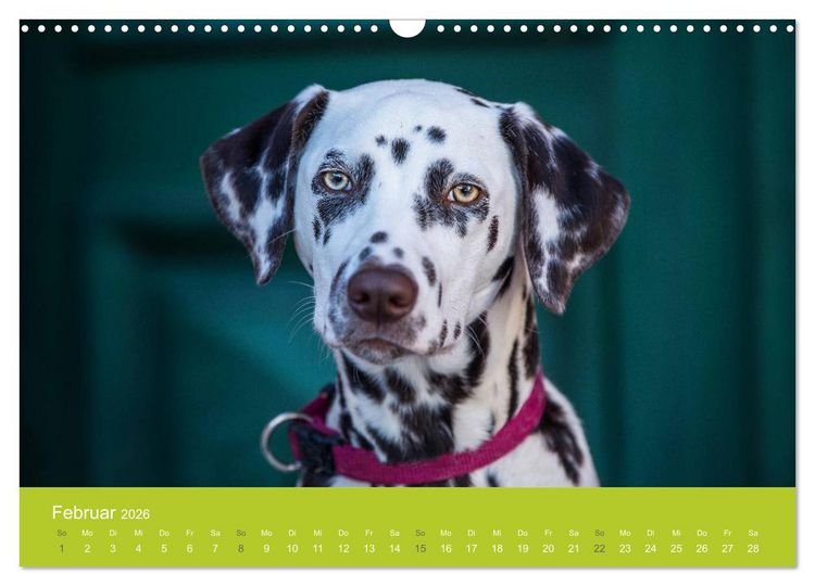 Produktbild: Traumschnauzen (Wandkalender 2026 DIN A3 quer), CALVENDO Monatskalender