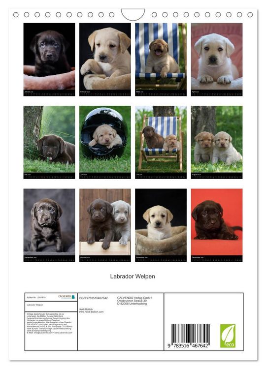 Produktbild: Labrador Welpen (Wandkalender 2026 DIN A4 hoch), CALVENDO Monatskalender