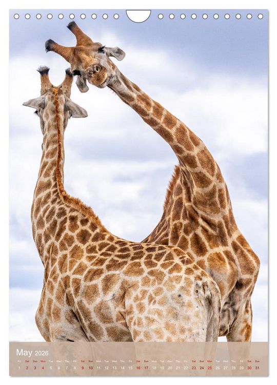 Produktbild: Giraffe Tales (Wall Calendar 2026 DIN A4 portrait), CALVENDO 12 Month Wall Calendar