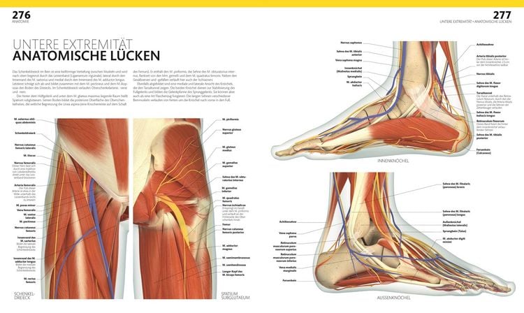 Produktbild: Anatomie und Physiologie