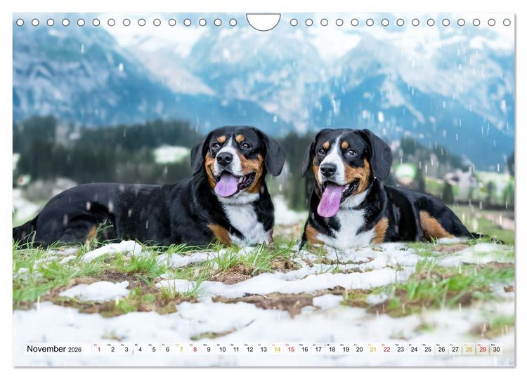 Produktbild: Entlebucher - Temperamentvolle Schweizer Sennenhunde (Wandkalender 2026 DIN A4 quer), CALVENDO Monatskalender