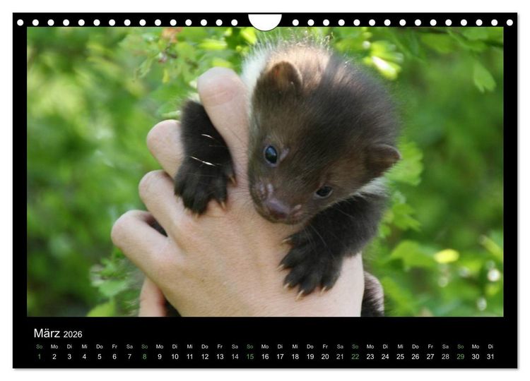 Produktbild: Marderkinder (Wandkalender 2026 DIN A4 quer), CALVENDO Monatskalender