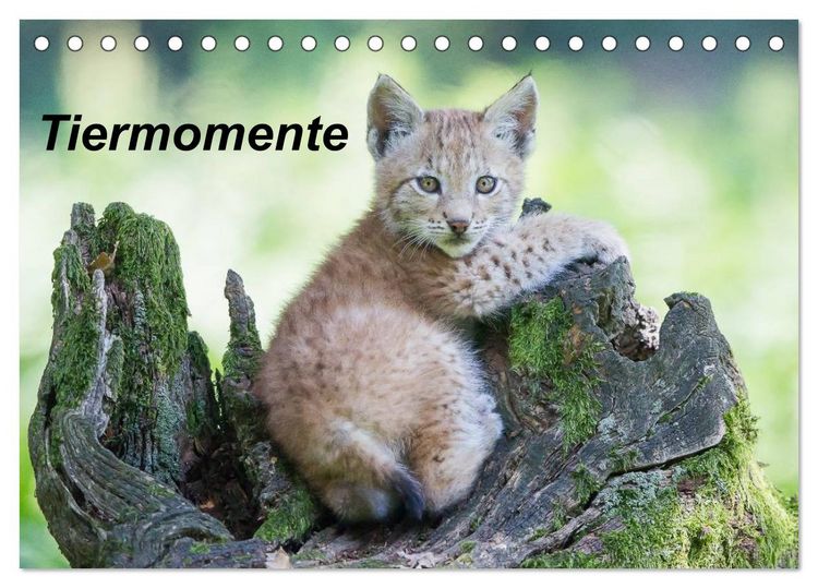 Produktbild: Tiermomente (Tischkalender 2026 DIN A5 quer), CALVENDO Monatskalender