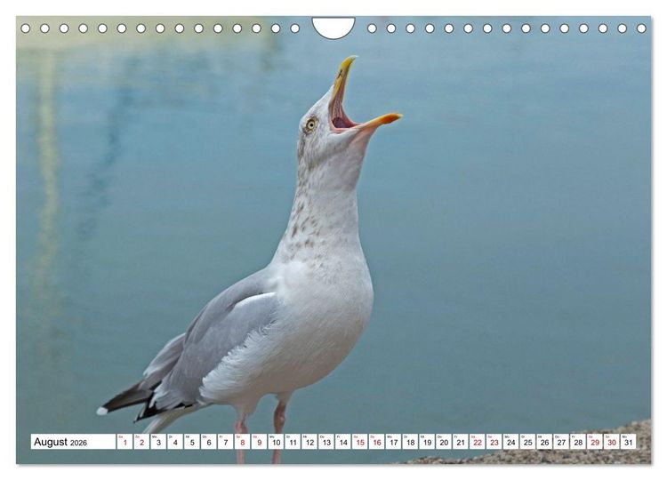 Produktbild: Faszinierende Ansichten von Cornwall (Wandkalender 2026 DIN A4 quer), CALVENDO Monatskalender