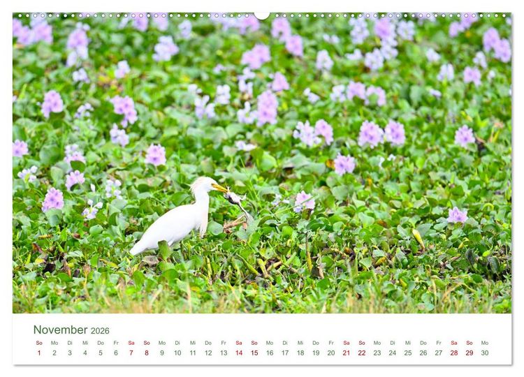 Produktbild: Tierwelten UGANDA (hochwertiger Premium Wandkalender 2026 DIN A2 quer), Kunstdruck in Hochglanz